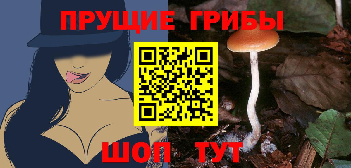 Галлюциногенные грибы Psilocybine cubensis Звенигород